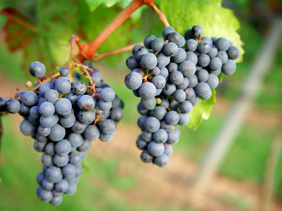 сколько винограда можно собрать с одного гектара