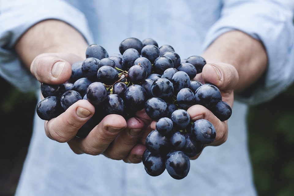 Отзывы предпринимателей о выращивании винограда