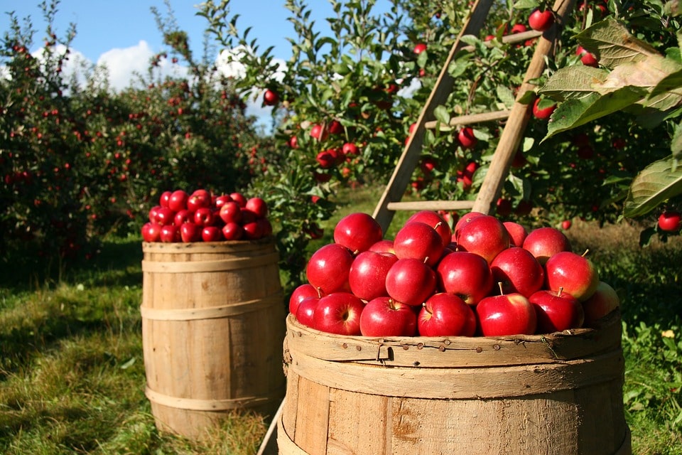 Отзывы о выращивании яблок