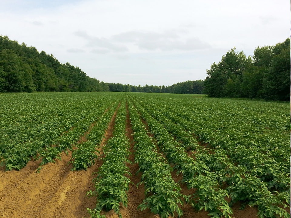 Как выращивают картофель в промышленных масштабах?