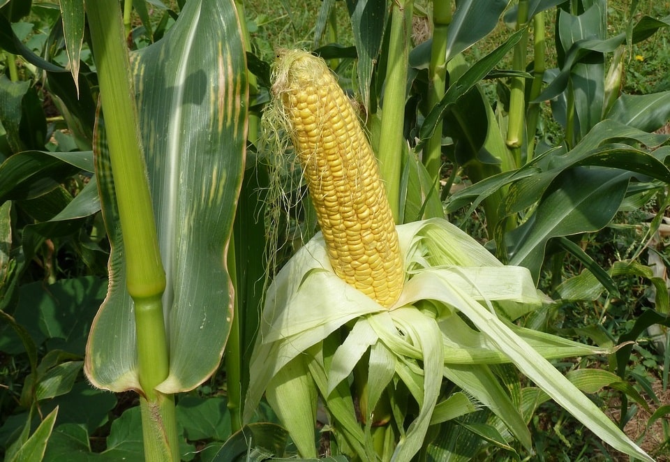 Выращивание кукурузы как бизнес – бизнес-план с расчетами