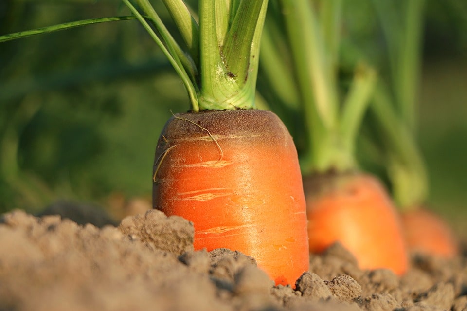 Как выращивать морковь в промышленных масштабах?