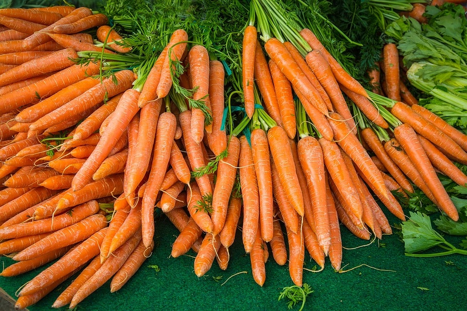 Как выращивать морковь в промышленных масштабах?