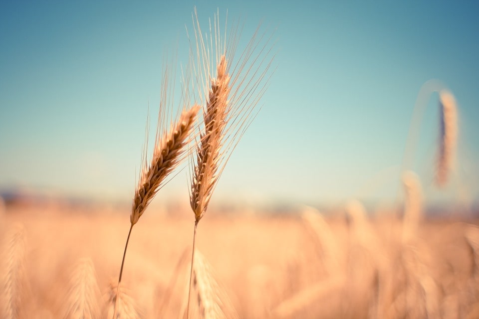 Бизнес план сельского хозяйства пшеница thumbnail