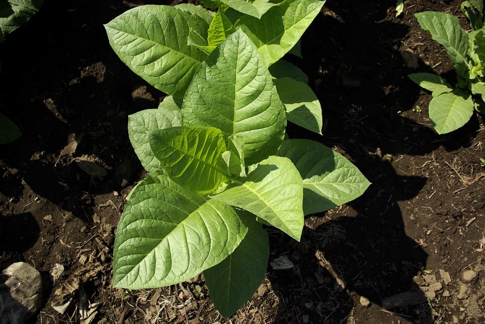 Можно ли выращивать табак в домашних условиях?