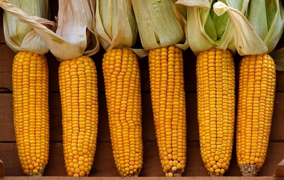 Отзывы предпринимателей о бизнесе на кукурузе