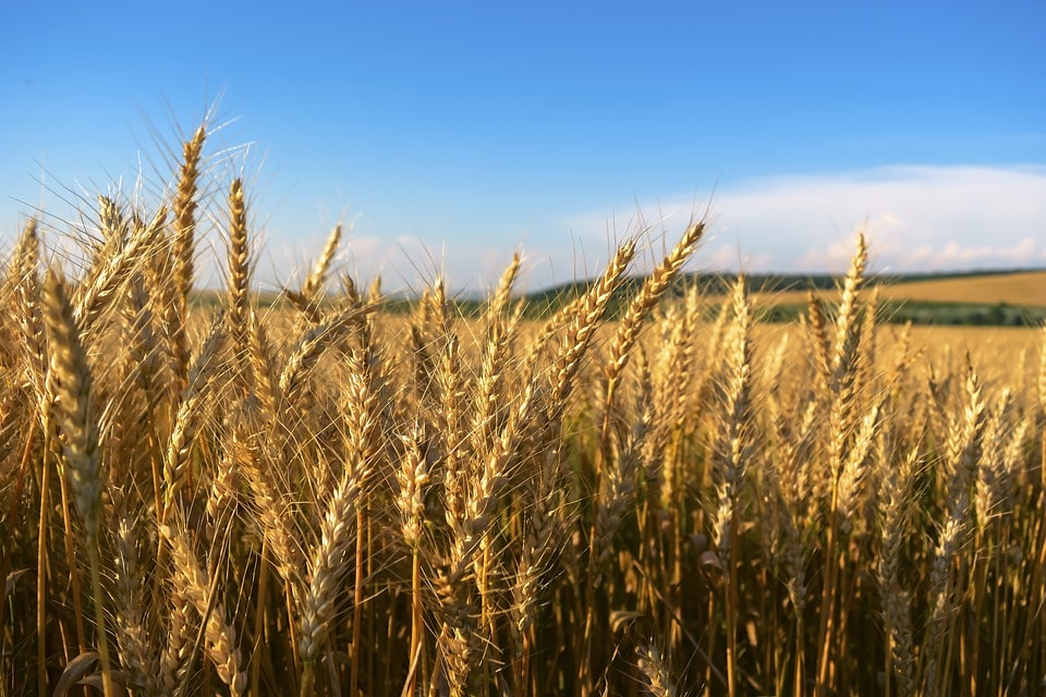Выращиваем пшеницу