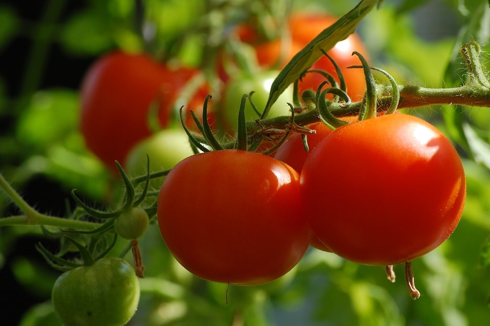 Бизнес на выращивании помидоров в теплице