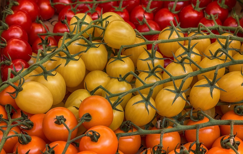 Выращивание помидор зимой в теплице бизнес план thumbnail