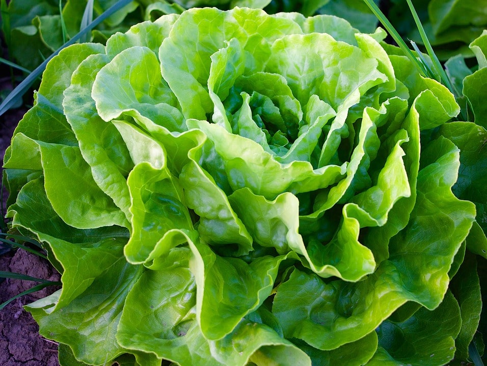 Выращивание зеленого салата как бизнес
