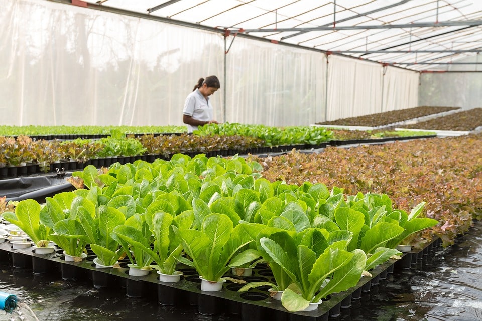 Салат листовой афицион как выращивать в домашних условиях