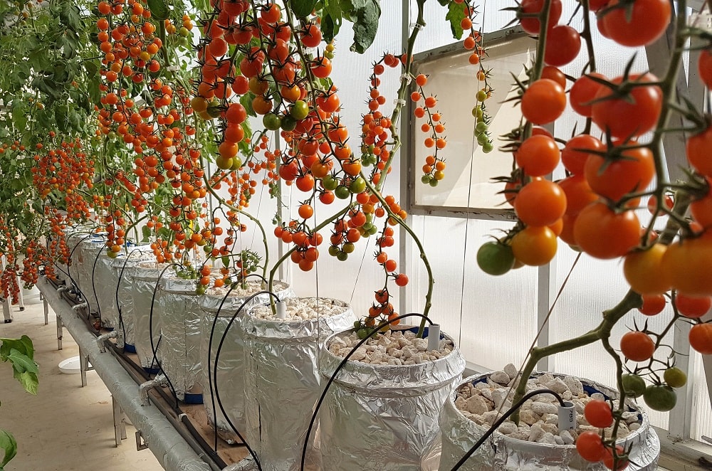 Выращивание овощей гидропоникой