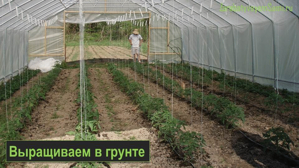Способы выращивания помидоров