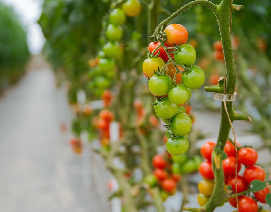 Технология выращивания помидоров