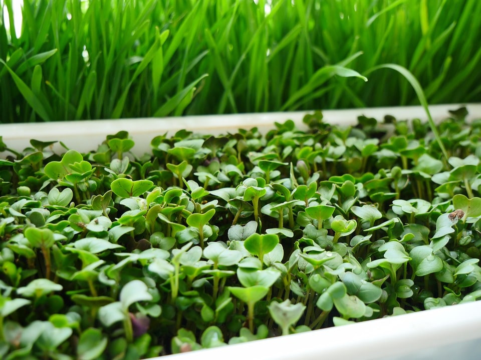 Выращивание микрозелени как бизнес