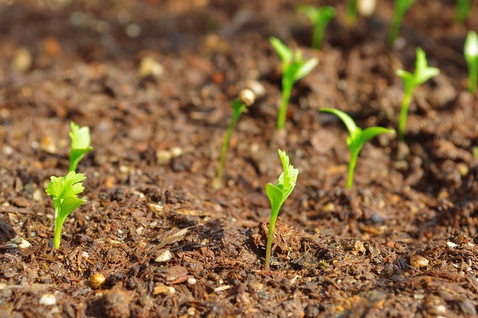 Выращивание зелени как бизнес план thumbnail