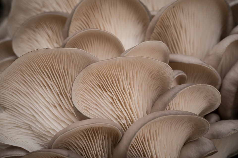 Как растут грибы вешенки в домашних условиях