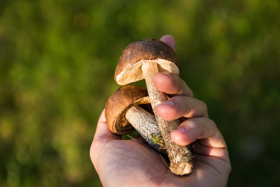 Отзыв с форума о выращивании грибов