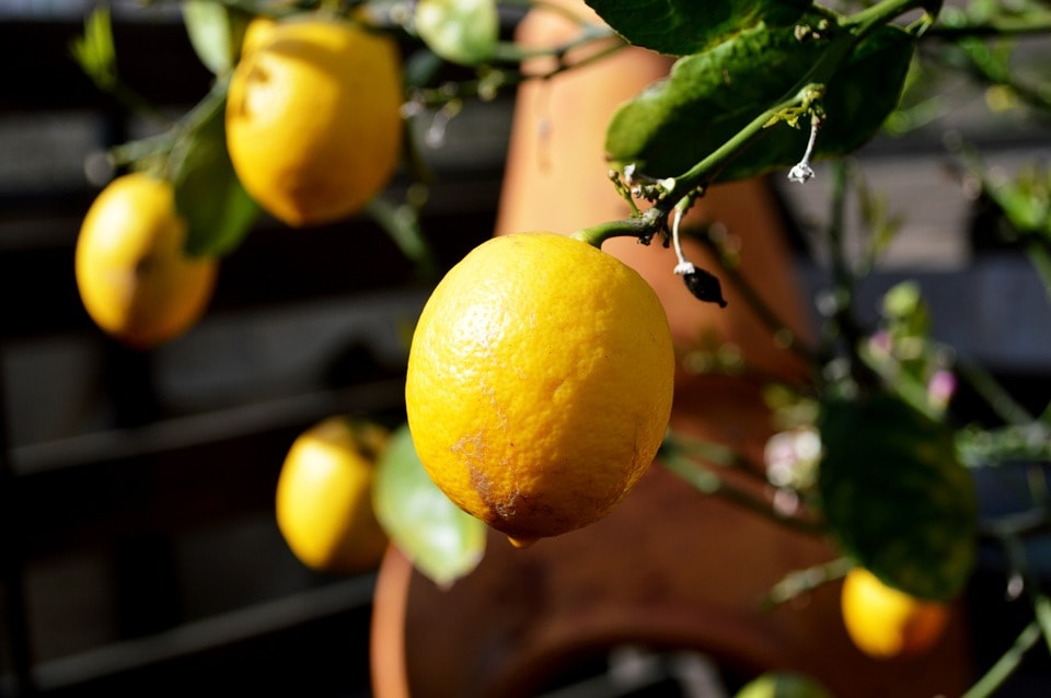 Продажа лимонов