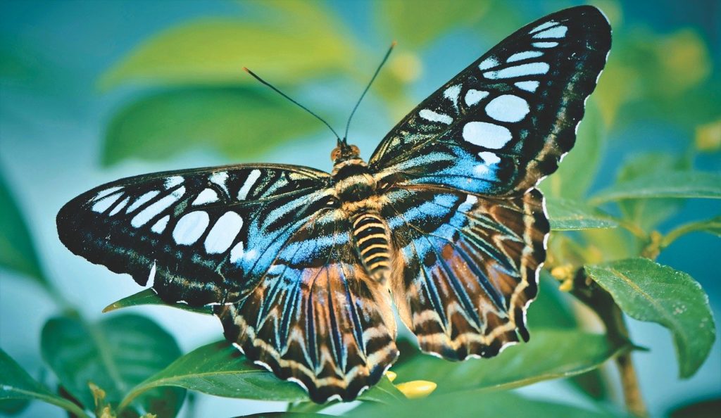 Содержание и размножение бабочек в домашних условиях