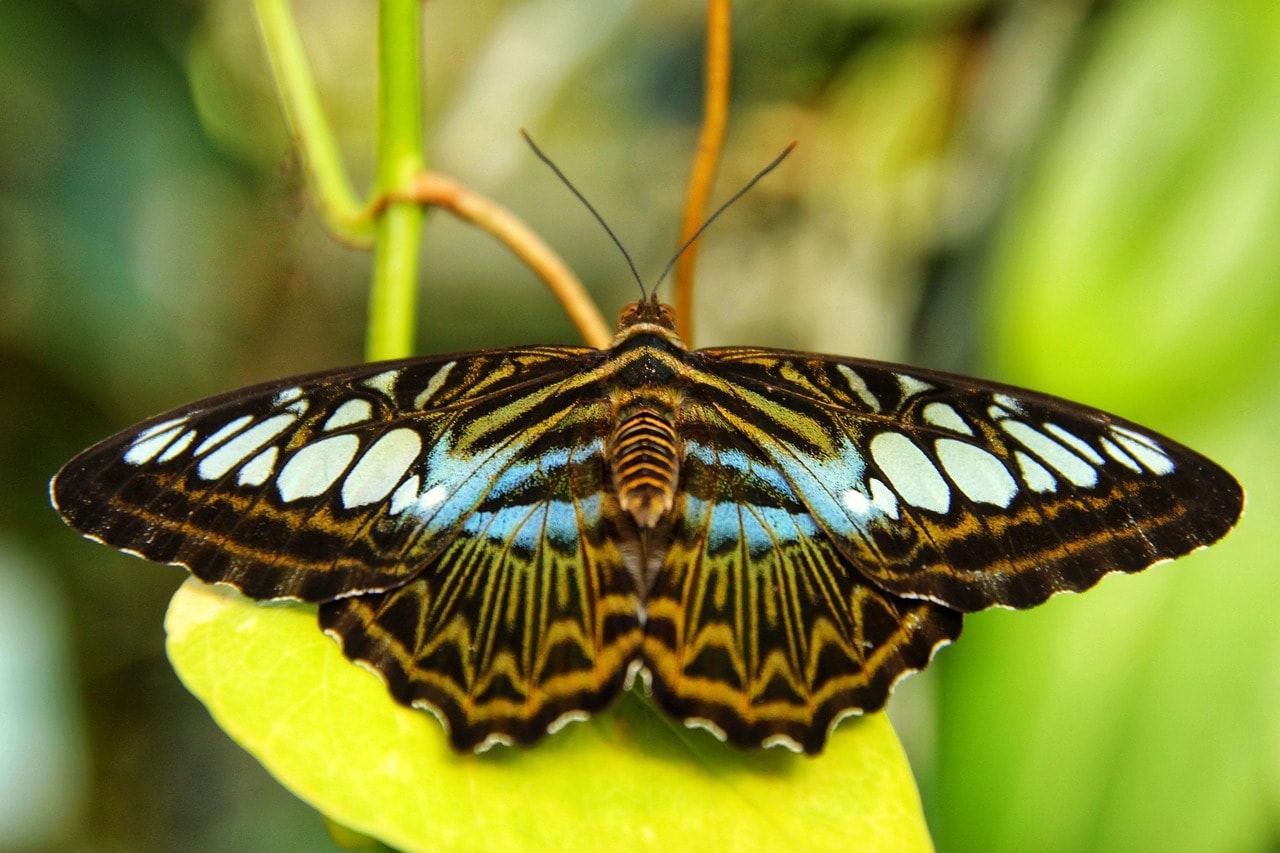 Желтая Тропическая бабочка