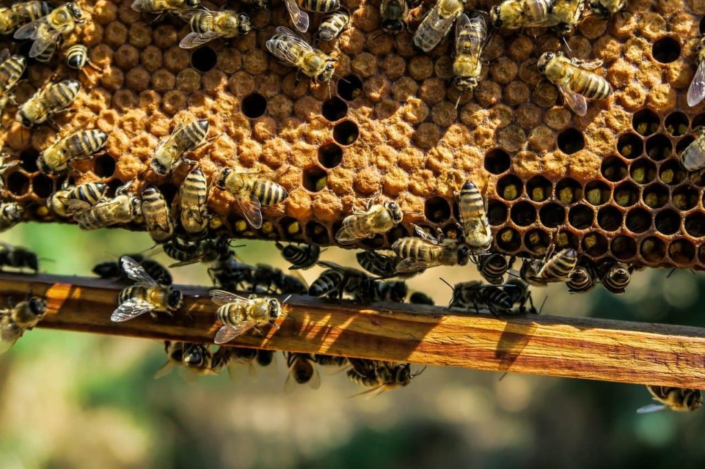 Бизнес-план пчеловодства