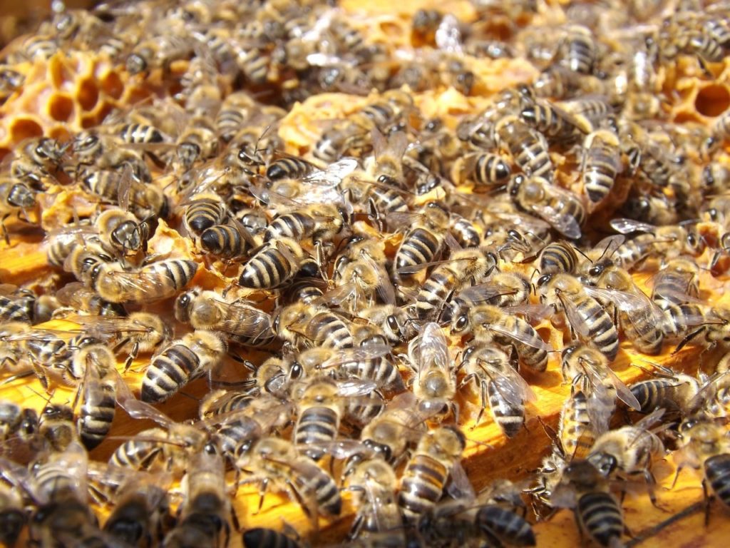 Пчелы как бизнес