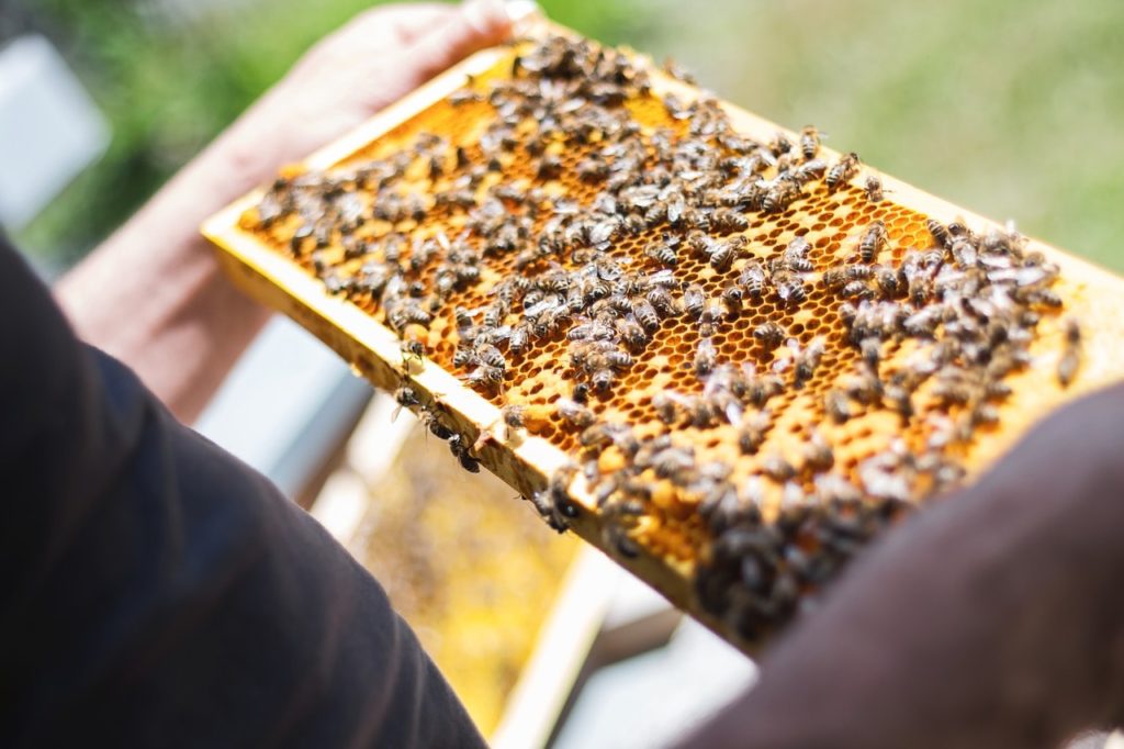 Разведение пчел как бизнес