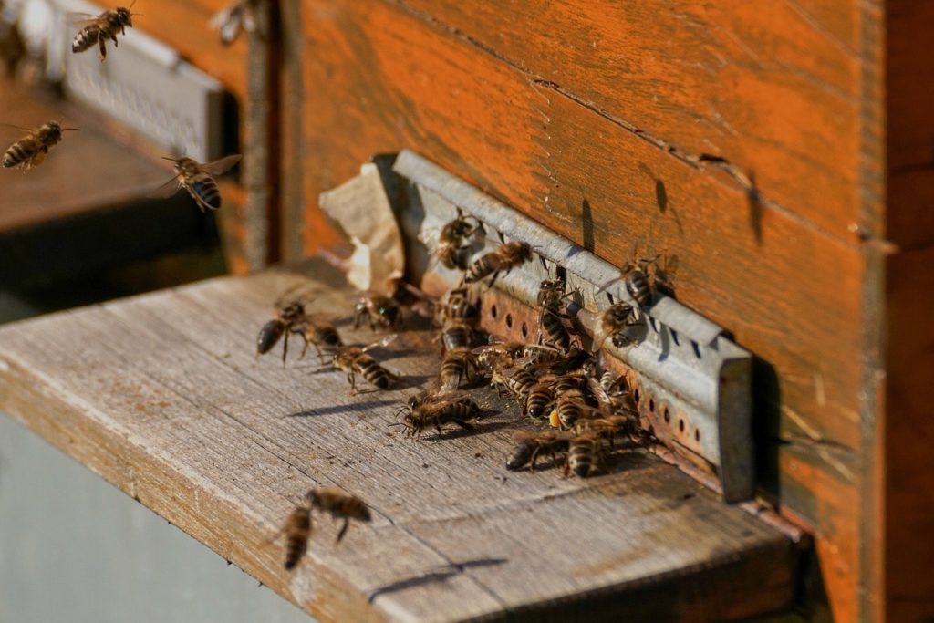 Отзывы с форумов о бизнесе на пчеловодстве