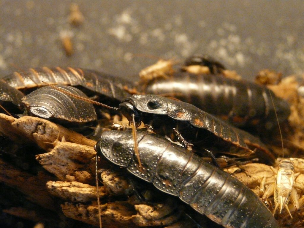 Разведение тараканов на корм в домашних условиях