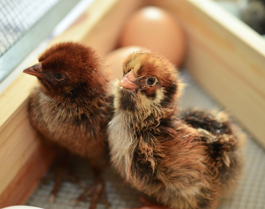 Выращивание цыплят кур